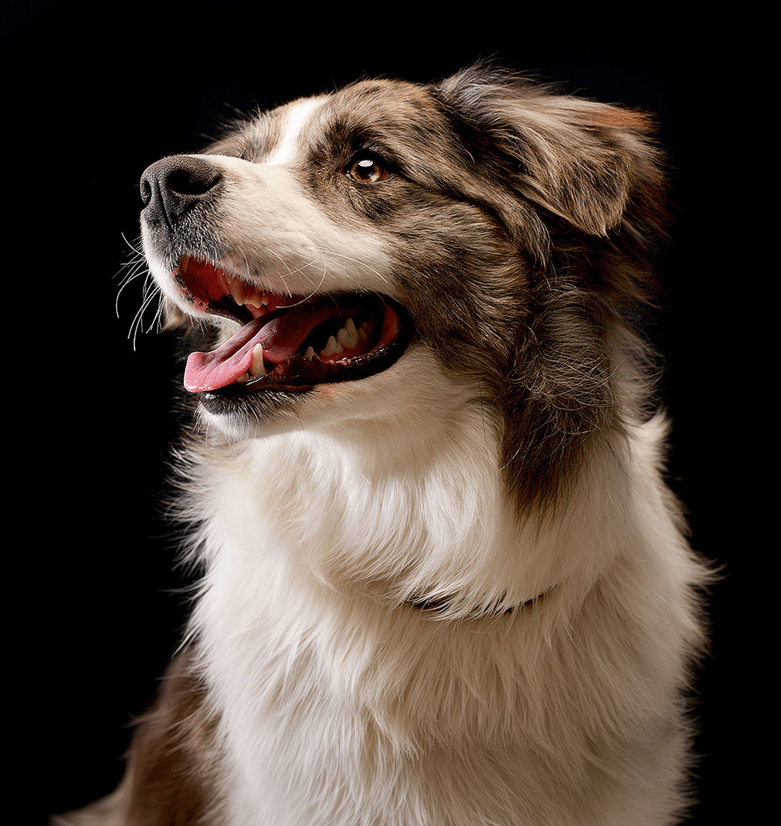 Perro Avant