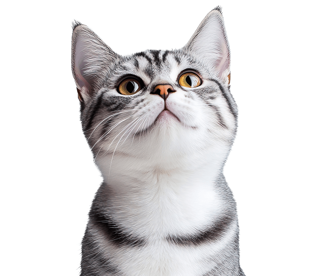 Gato ProCat Care