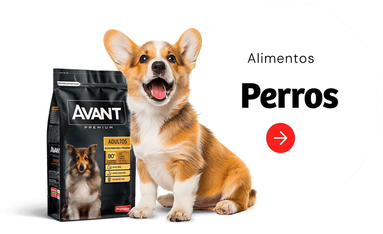 Ver alimentos para Perros