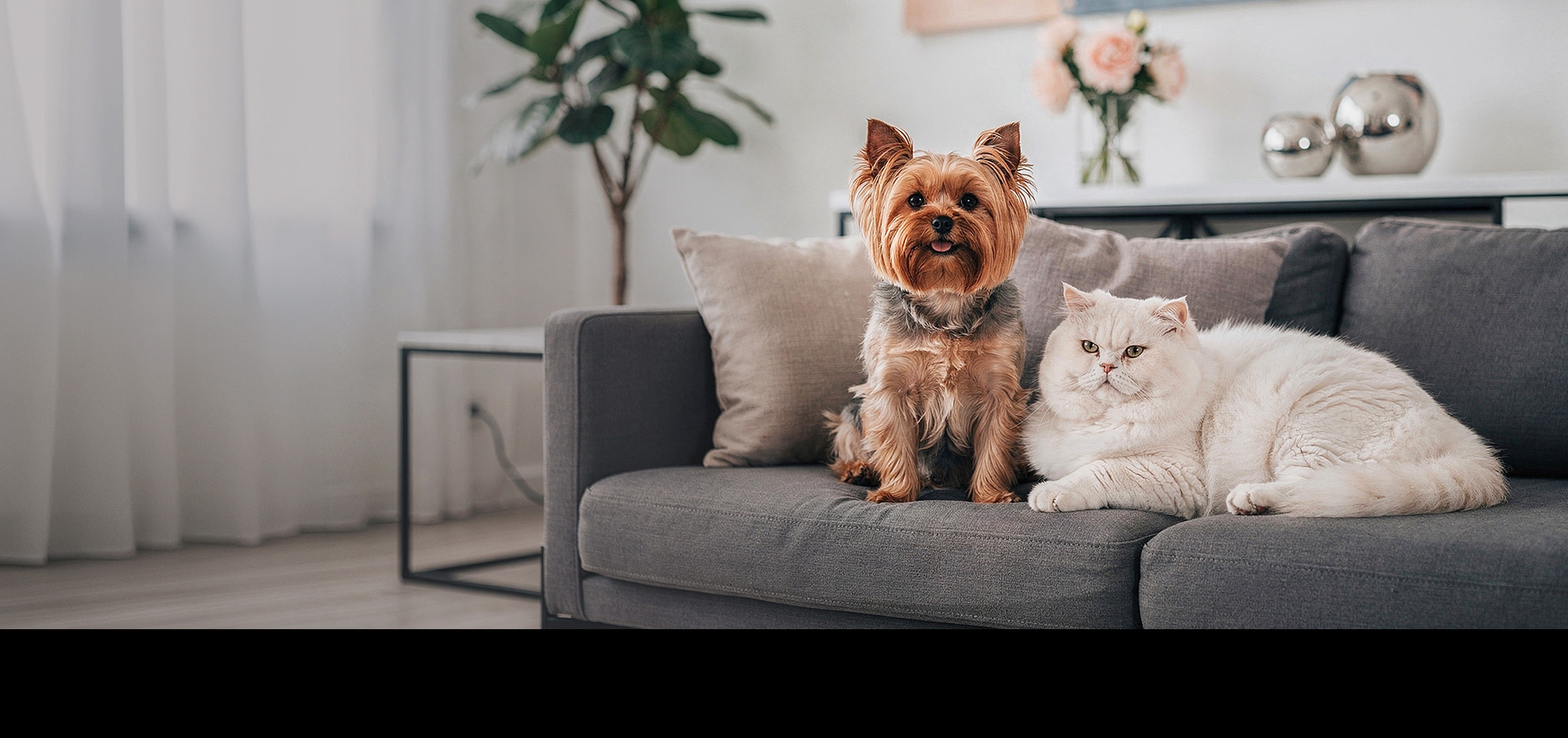 Avant - Mascotas en hogar