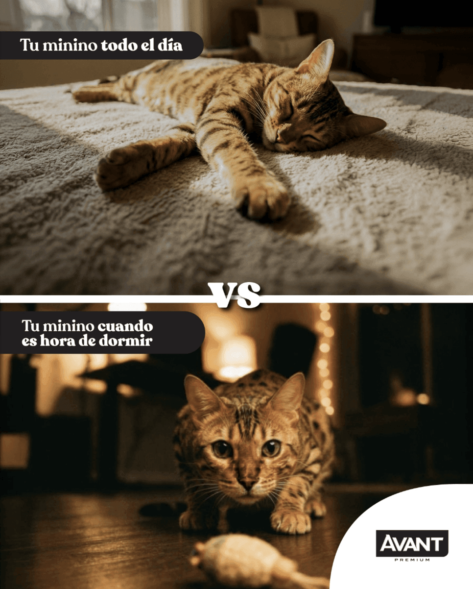 Avant Premium gatos — contenido en Instagram