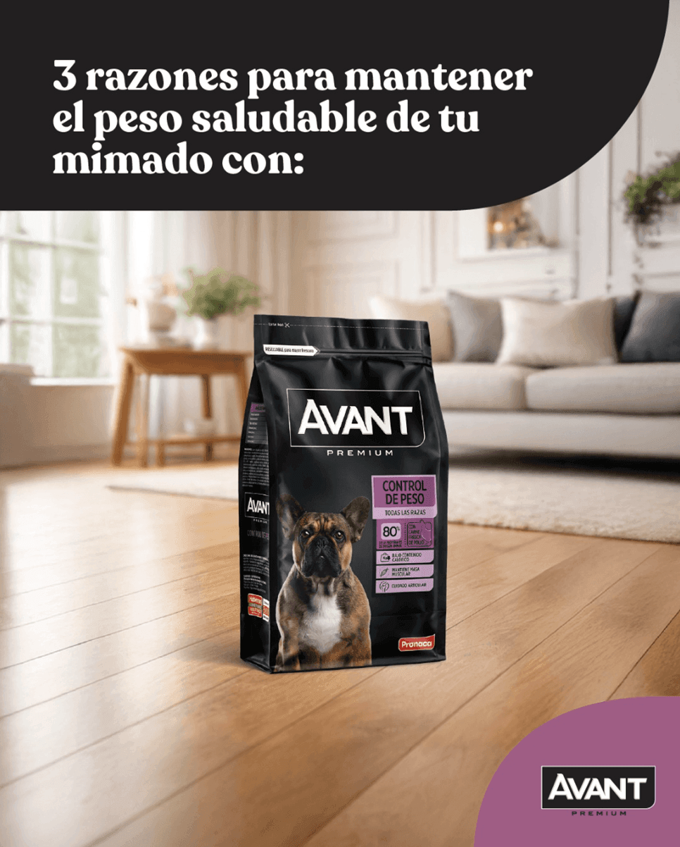 Avant Premium perros — contenido en Instagram