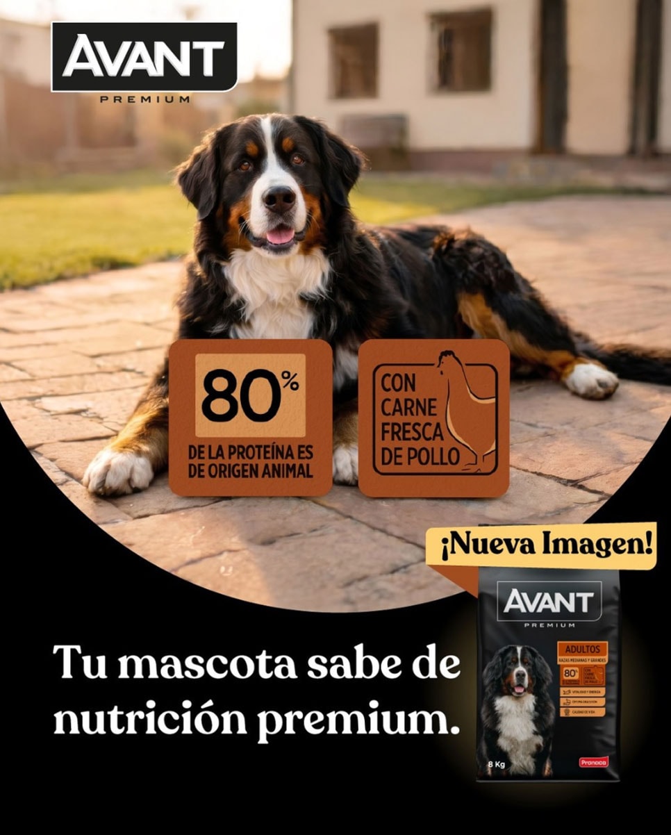 Avant Premium perros — contenido en Instagram