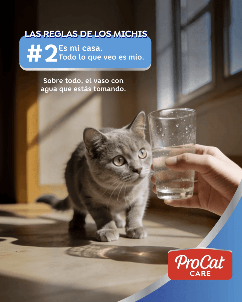 ProCat Care — contenido en Instagram