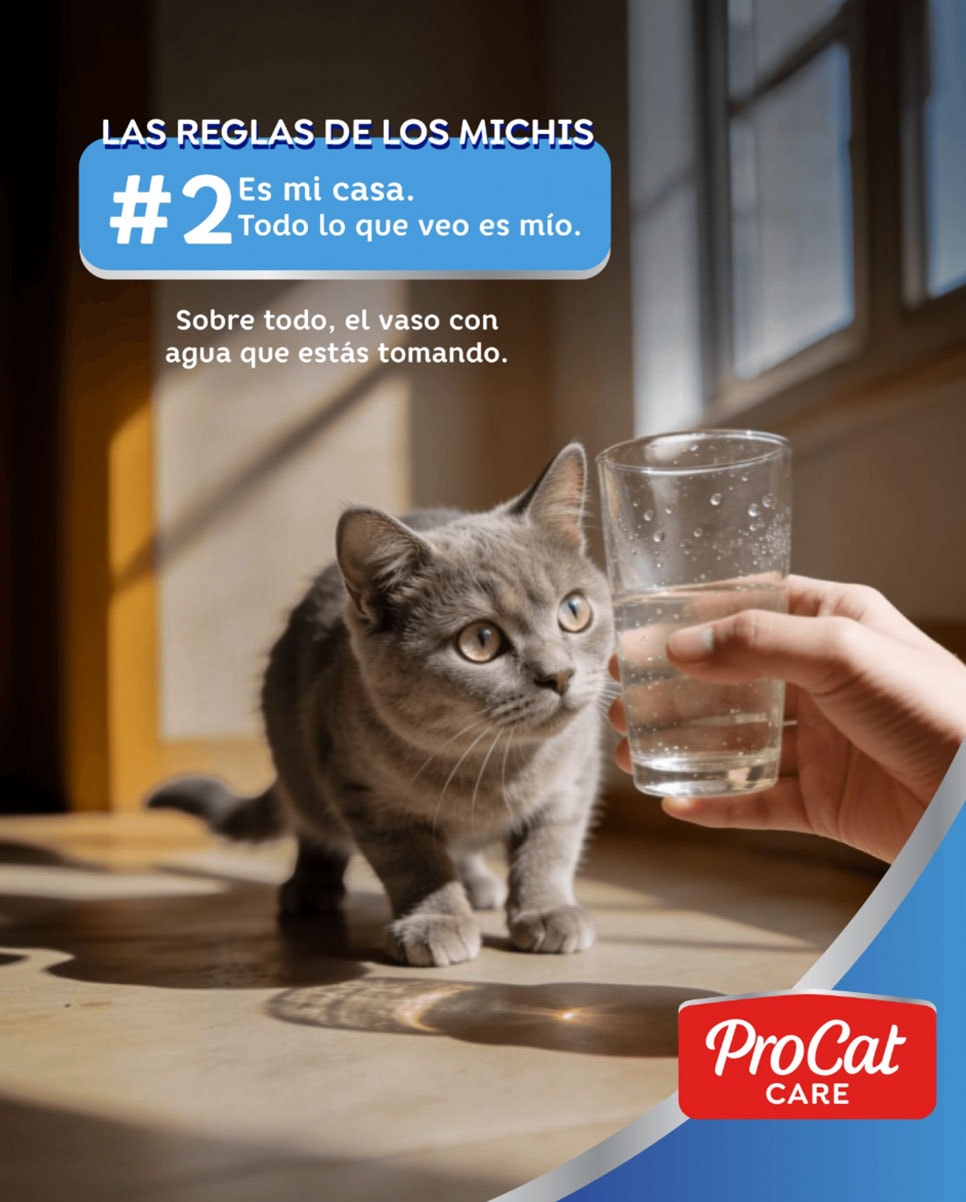 ProCat Care — contenido en Instagram Post