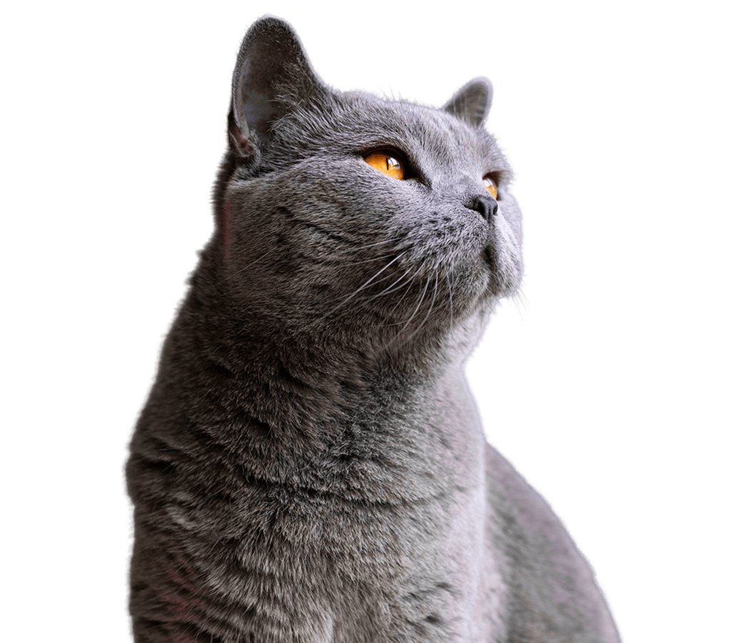 Gato Avant